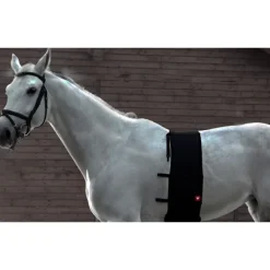 Vetoflex - Fascia equini Classic di rispetto* Accessori Pet Shop